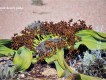 1303231640 - 000 - namibia desert flowering plant
